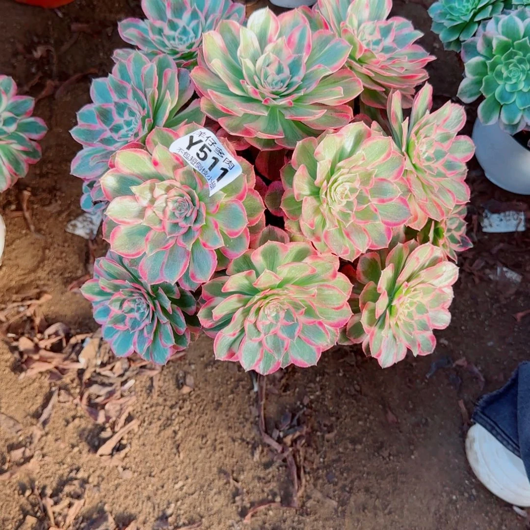 云荷发师511冠幅28