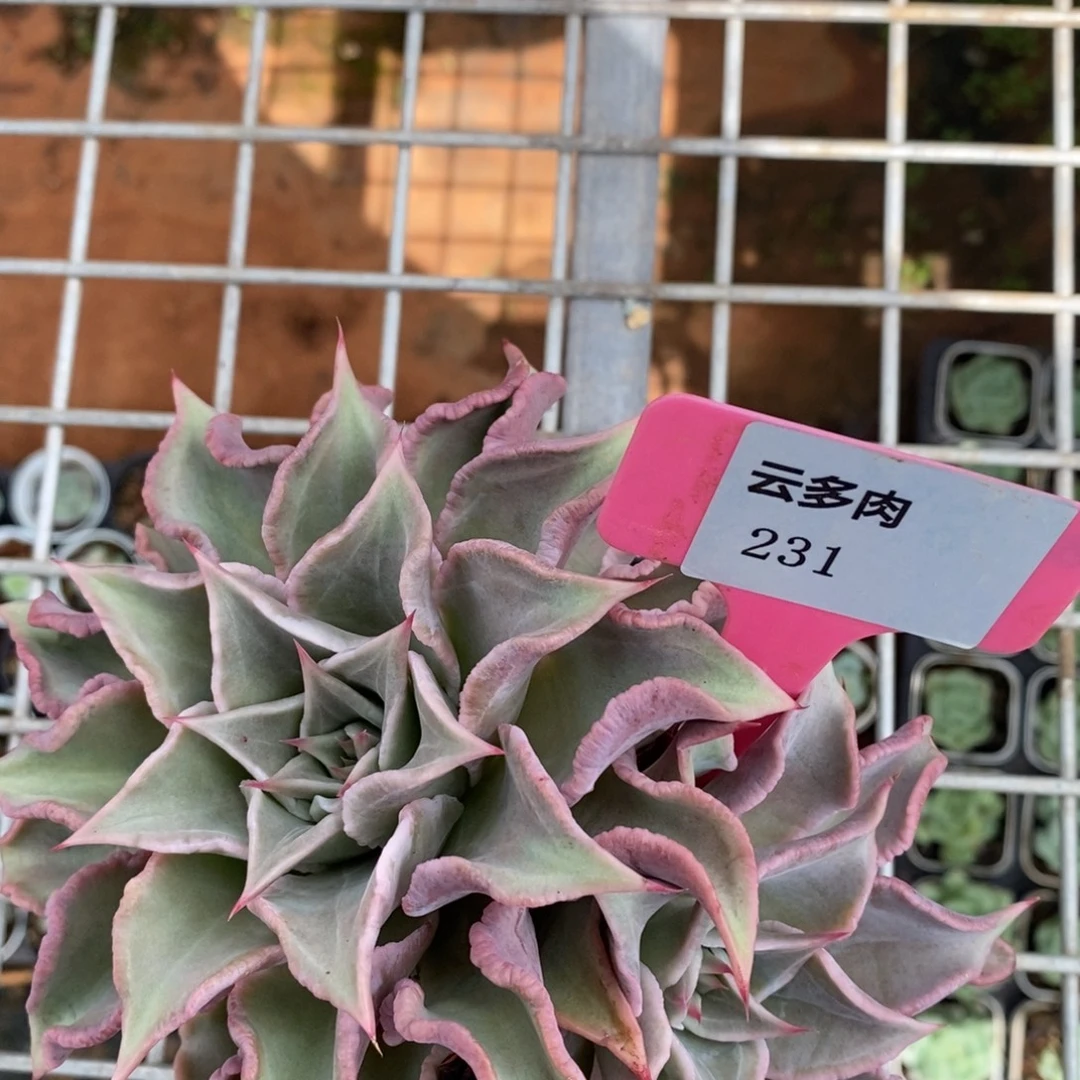 L231直播福利饺子皮