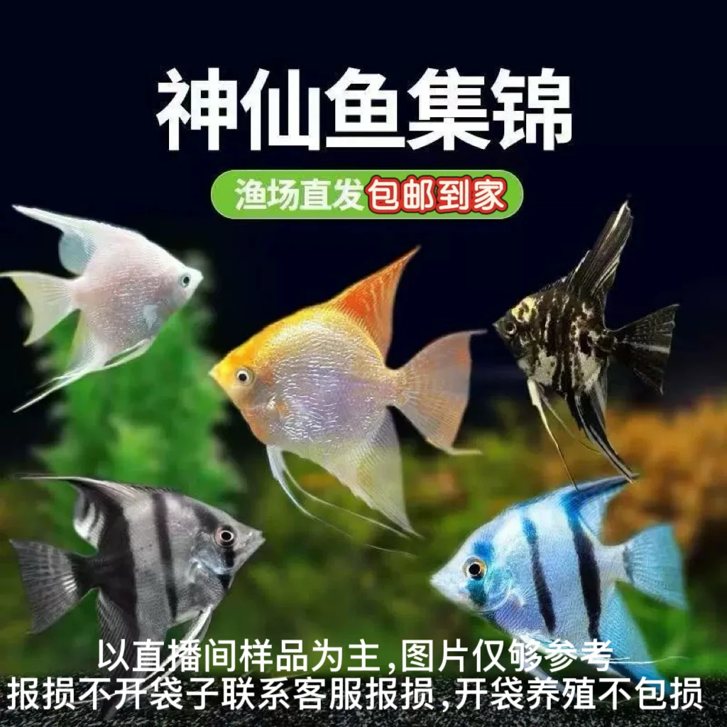 燕鱼七彩神仙鱼熊猫伊莎贝尔秘鲁金鼎观赏鱼好养耐活小型鱼热带鱼