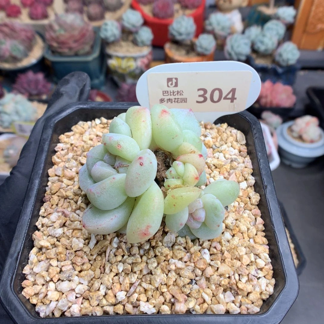 哈****?304 冰玉石化多肉