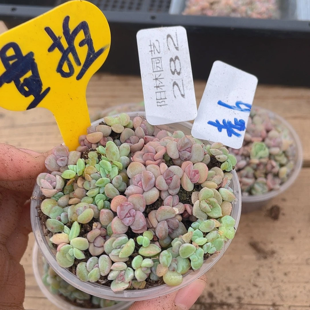 量拍多肉植物多肉植物282