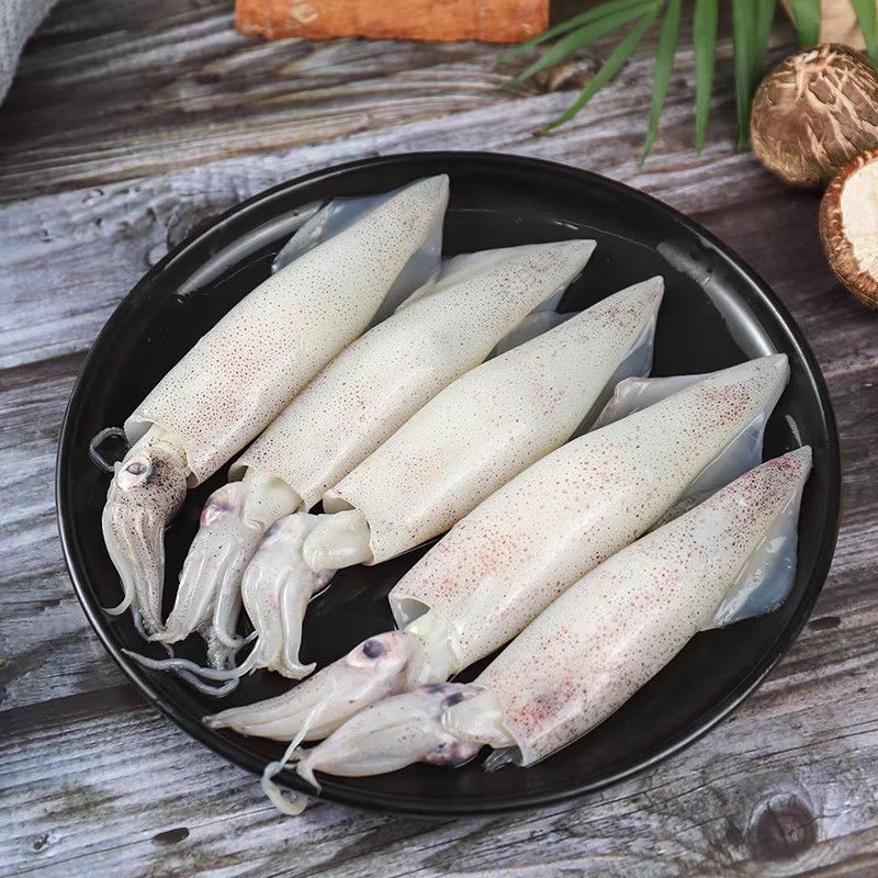 【小陈推荐】野生海兔笔管鱼籽乌灯光海捕小鱿鱼海兔子海鲜水产