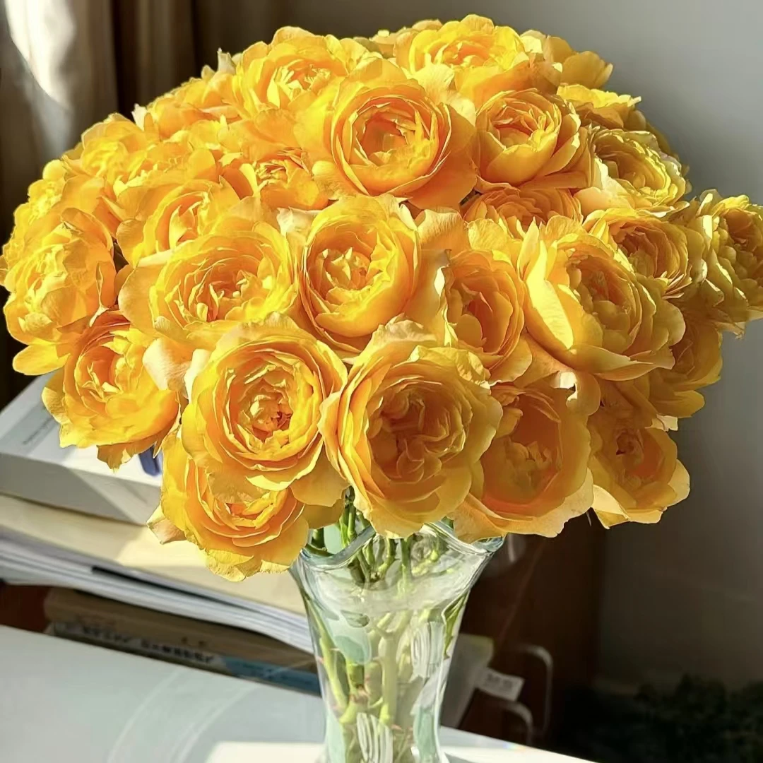 【A级橙汁阳台多头玫瑰】云南A级玫瑰70-75cm室内水养昆明直发