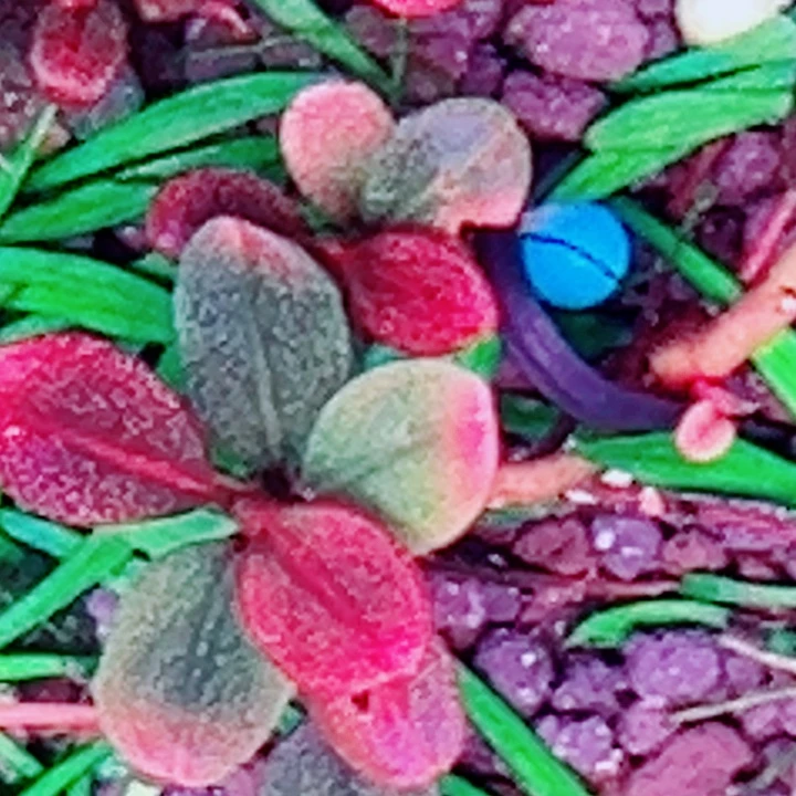 福利98号福利一头植物