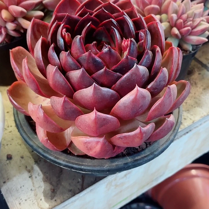 红灯精品多肉盆栽最后一棵