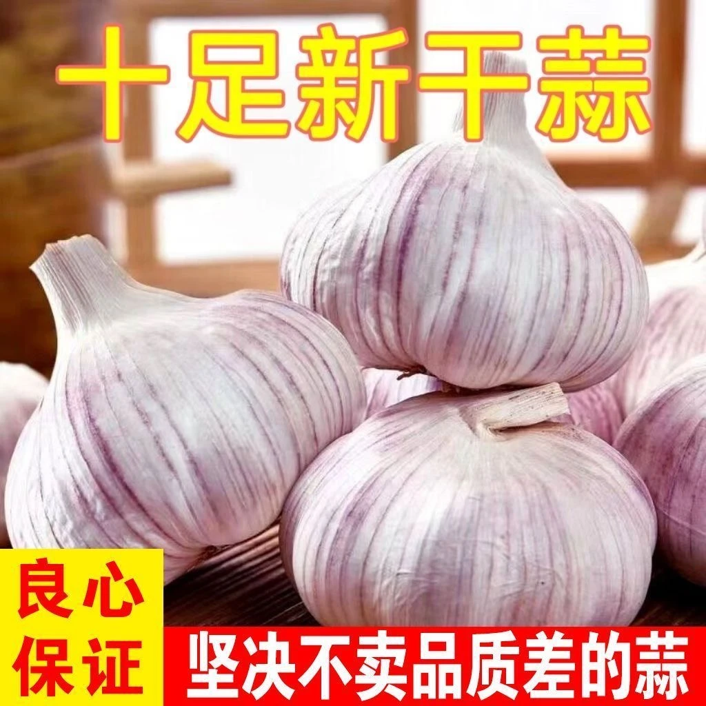 2025年新蒜干大蒜紫皮大蒜多瓣蒜头整箱批发T