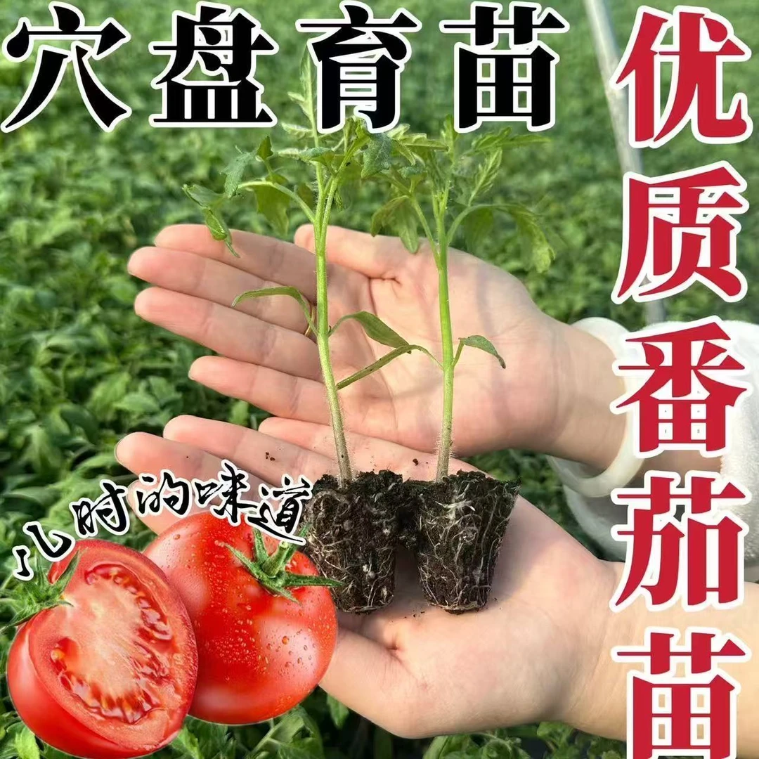 番茄秧苗带土西红柿苗圣女果苗南北方四季种植盆栽地栽蔬菜秧苗