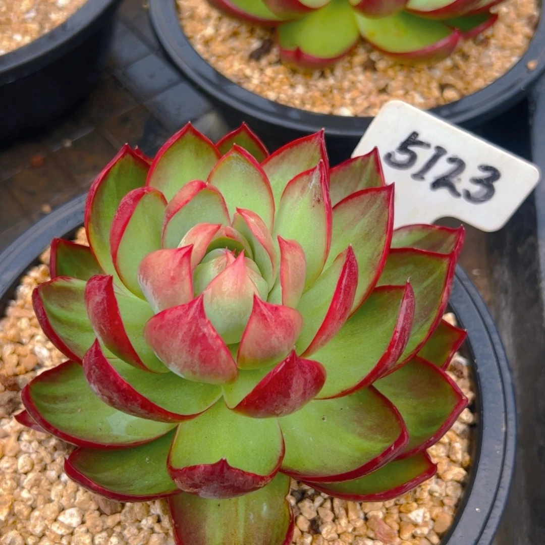 惊鸿仙子福利5123号