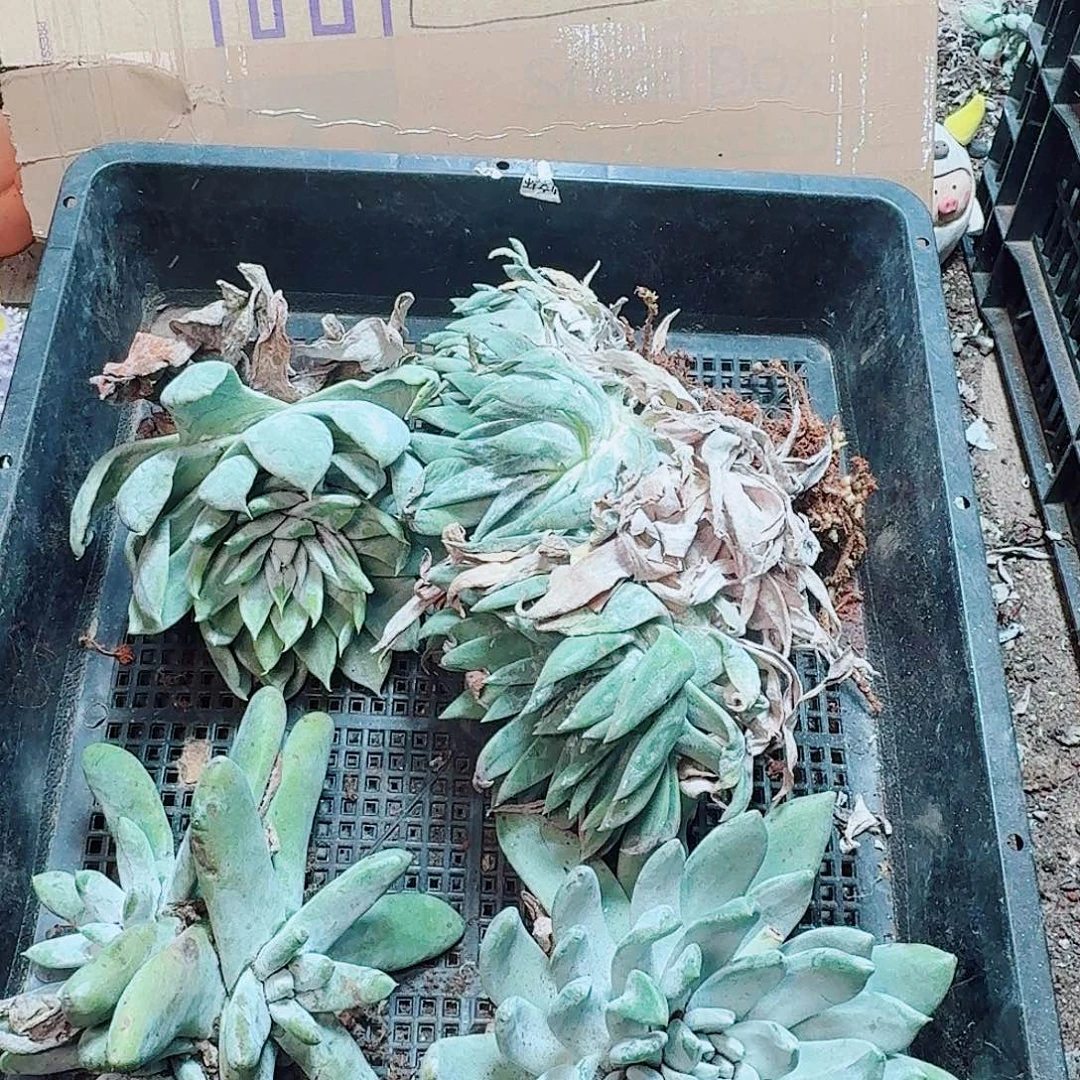 6189瑕疵框拍不售后