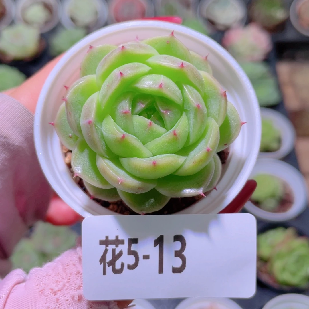 花利美5-13麦秆单头