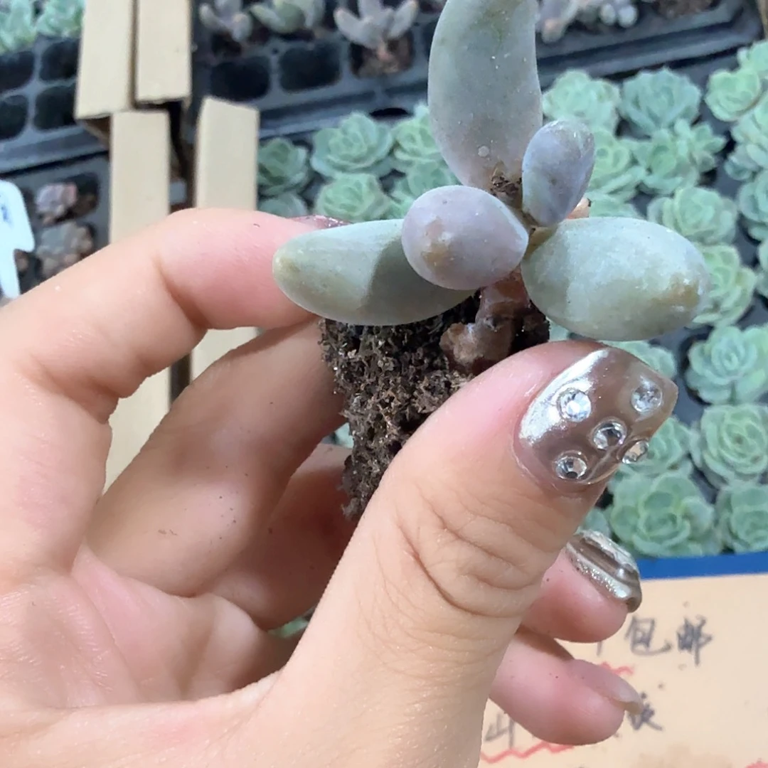 红手指穴苗3颗一组