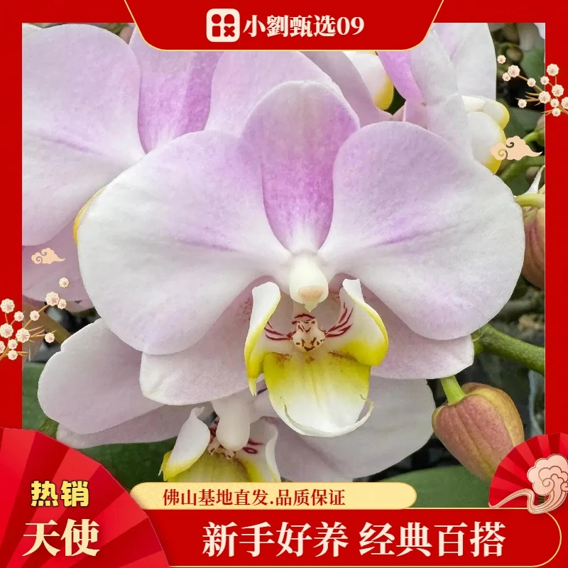 【天使09】精美蝴蝶兰花卉盆栽佛山基地批发直播次日达