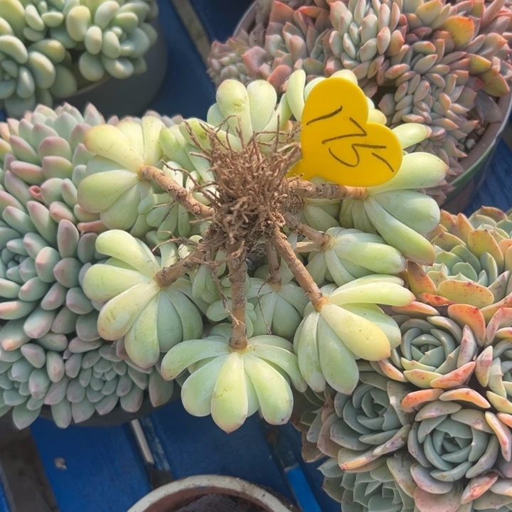 浅***香多肉植物一物一拍