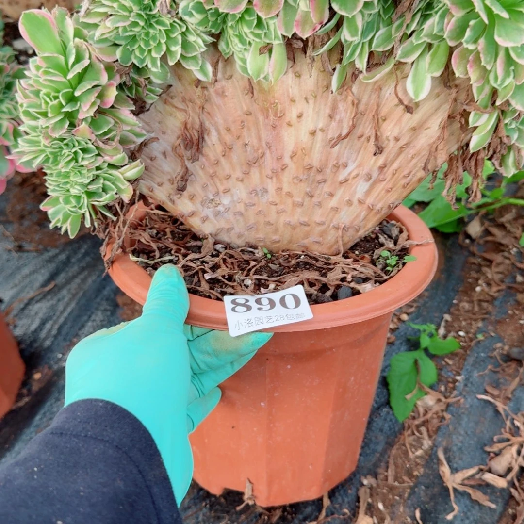 890白凤缀化多肉植物满28包邮