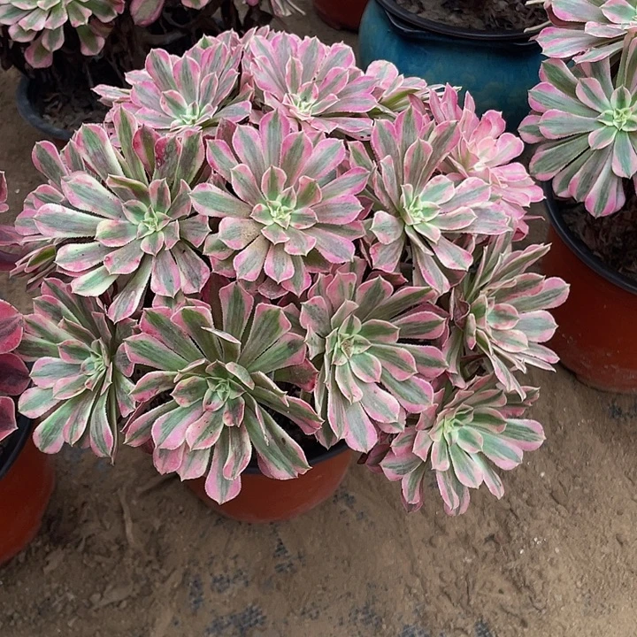 红铜白脱土裸根发货