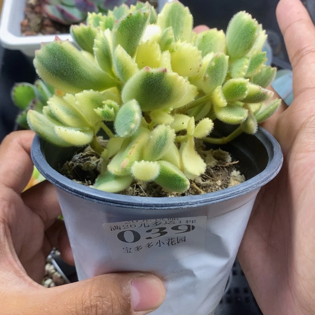 白熊满20包邮满26送一颗多肉