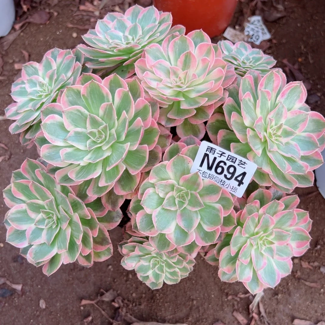 694云荷尺寸23左右