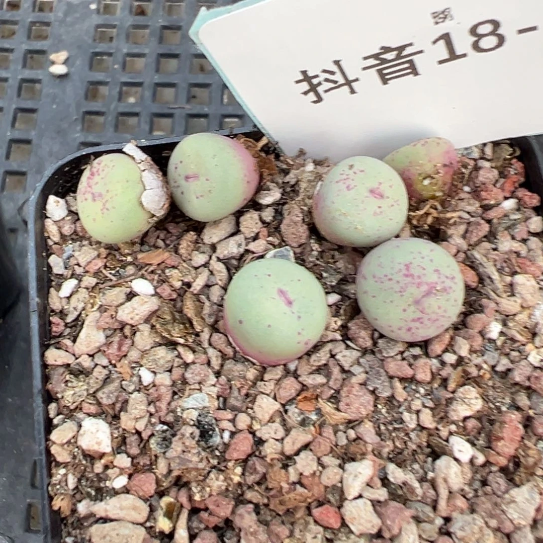 18-97肉锥多肉植物
