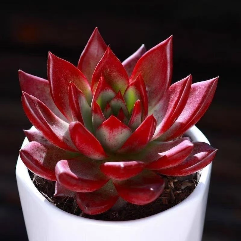 新手好养的罗宾多肉植物室内阳台盆栽净化空气绿植花卉