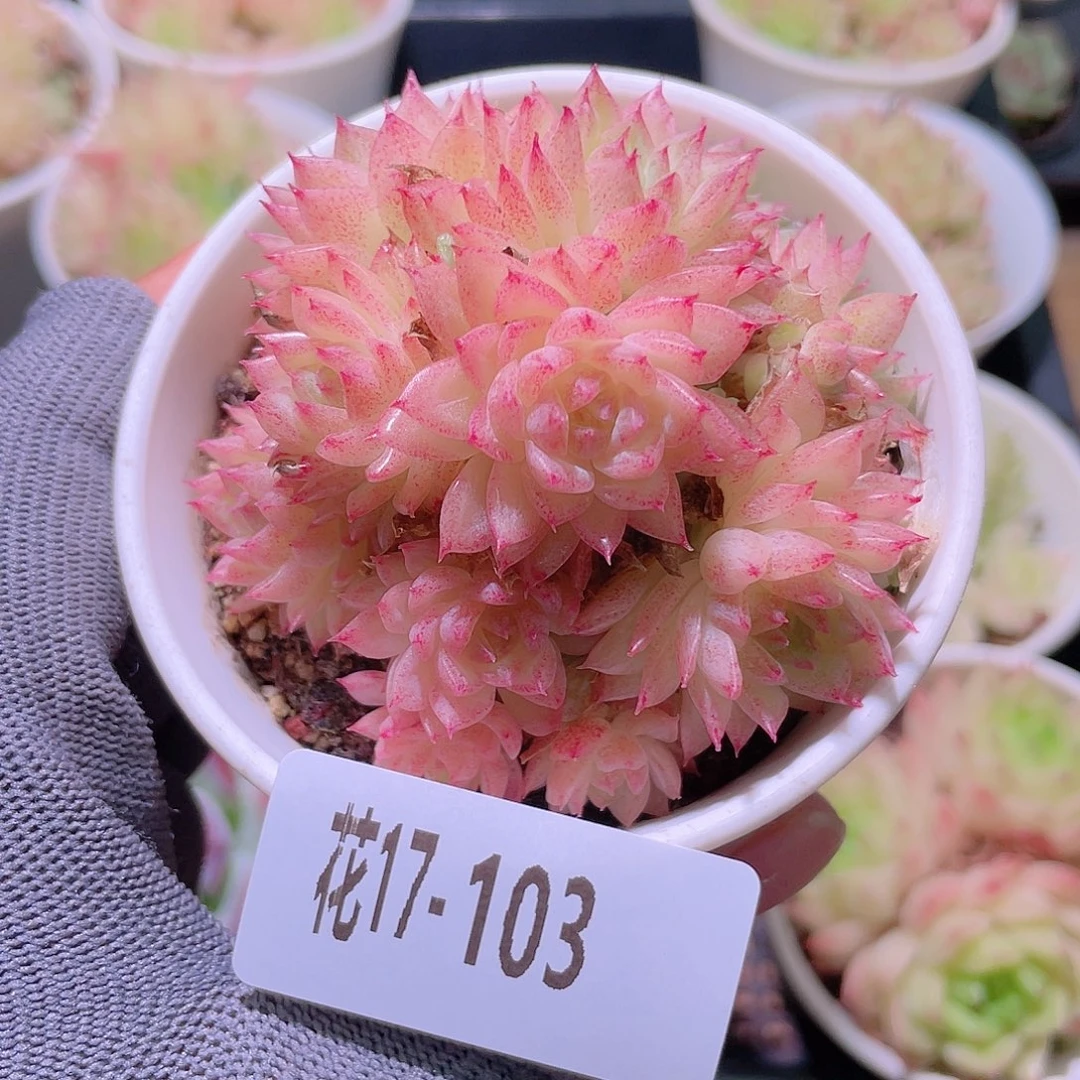 花利美17-103麦秆群