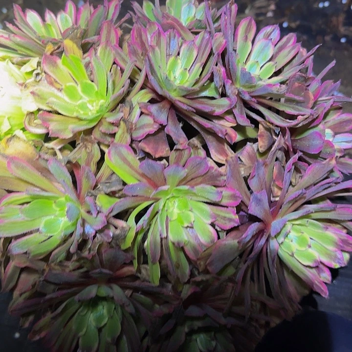 精品花脸粉黛老桩亏本福利40