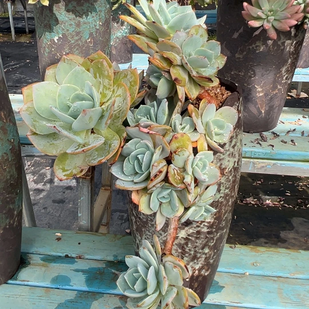 老桩白凤裸肉发货