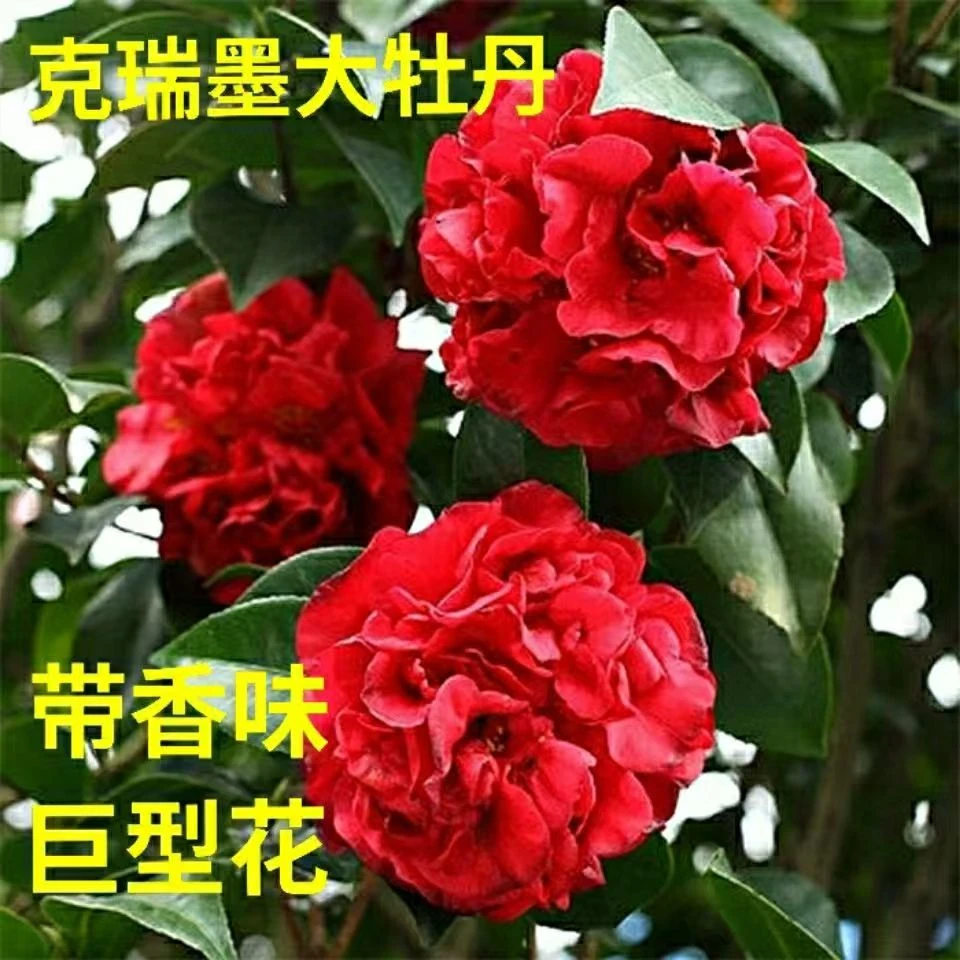 克瑞墨大牡丹茶花浓香巨型大花盆栽室内阳台四季常青名贵茶花好养