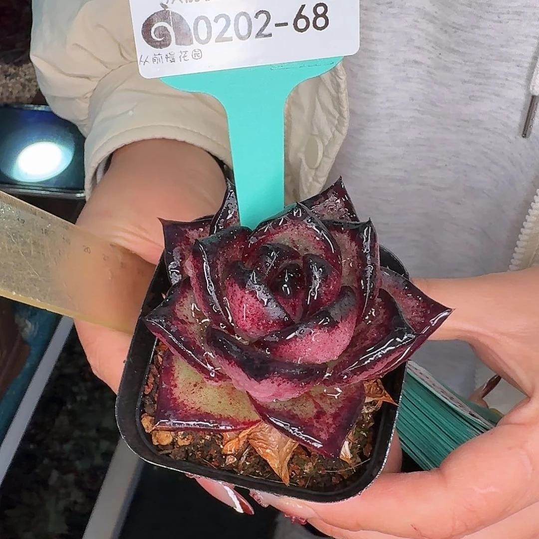 从前慢花园东云系多肉0202-68