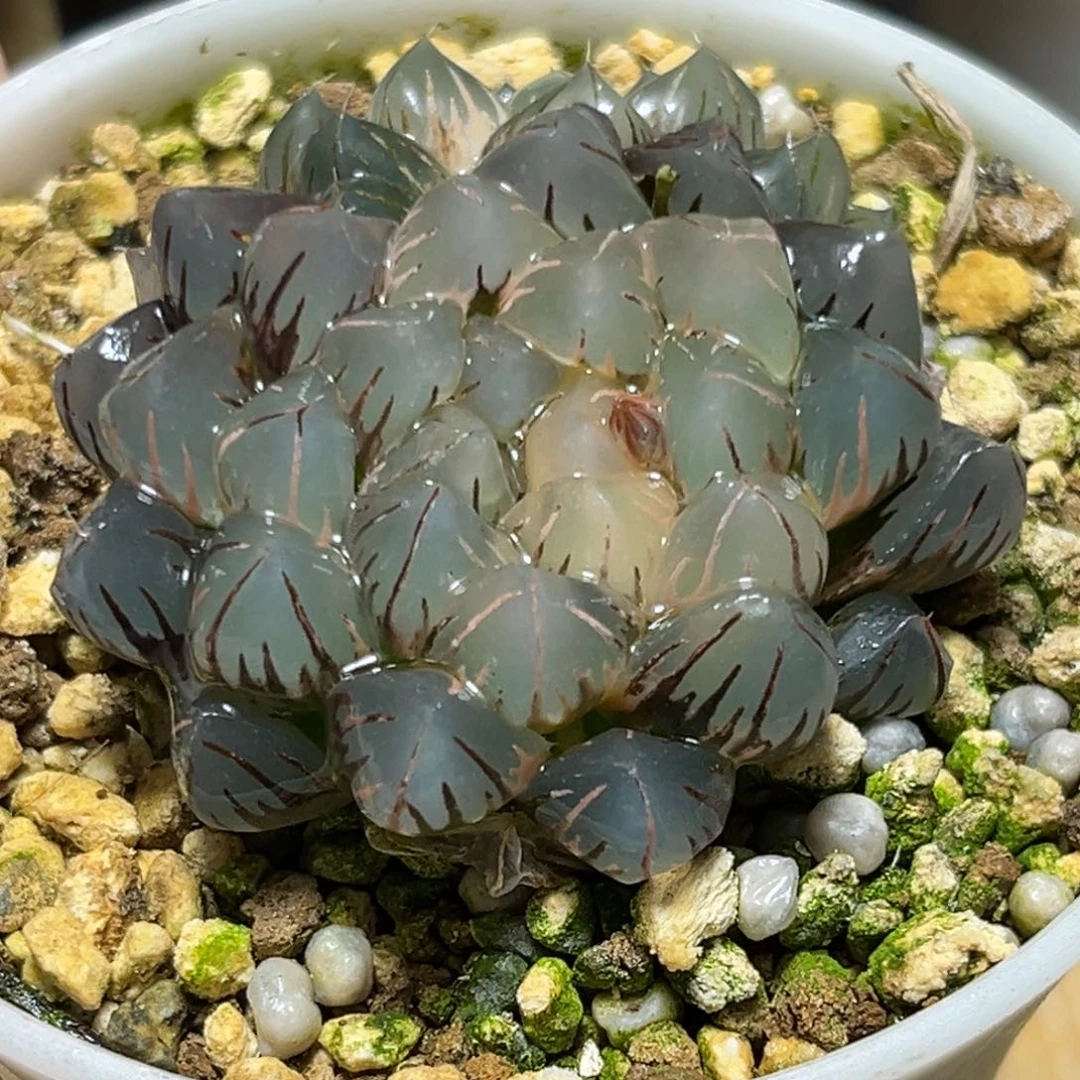 a***枳恭喜发财大吉大利999