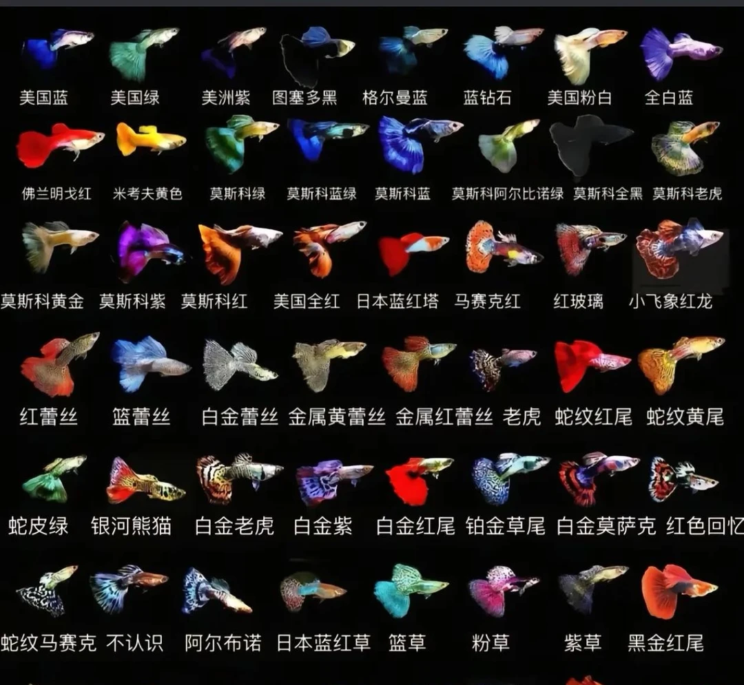 直播专用链接. 孔雀鱼 一单一拍.以实物为准
