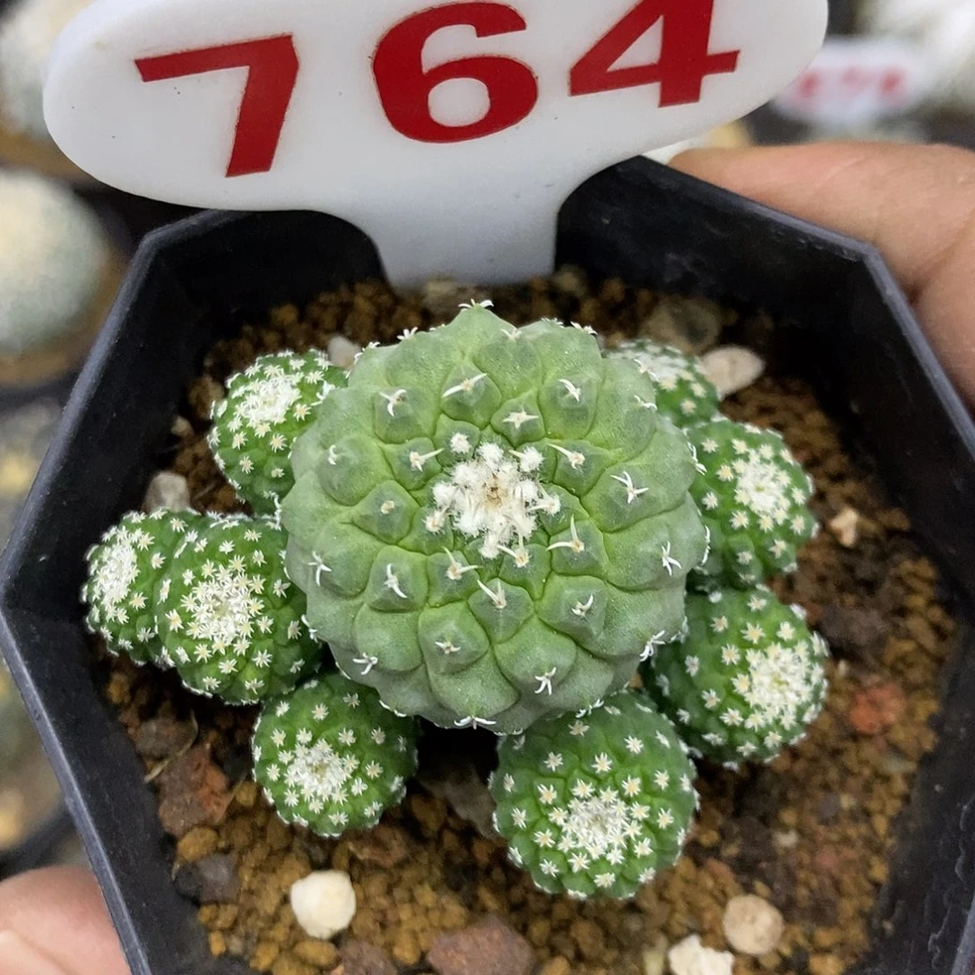 764福利特特价来了来