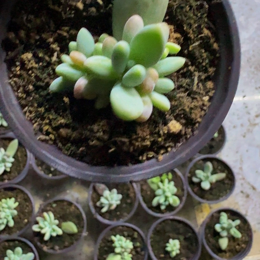白兰地小苗一物一拍