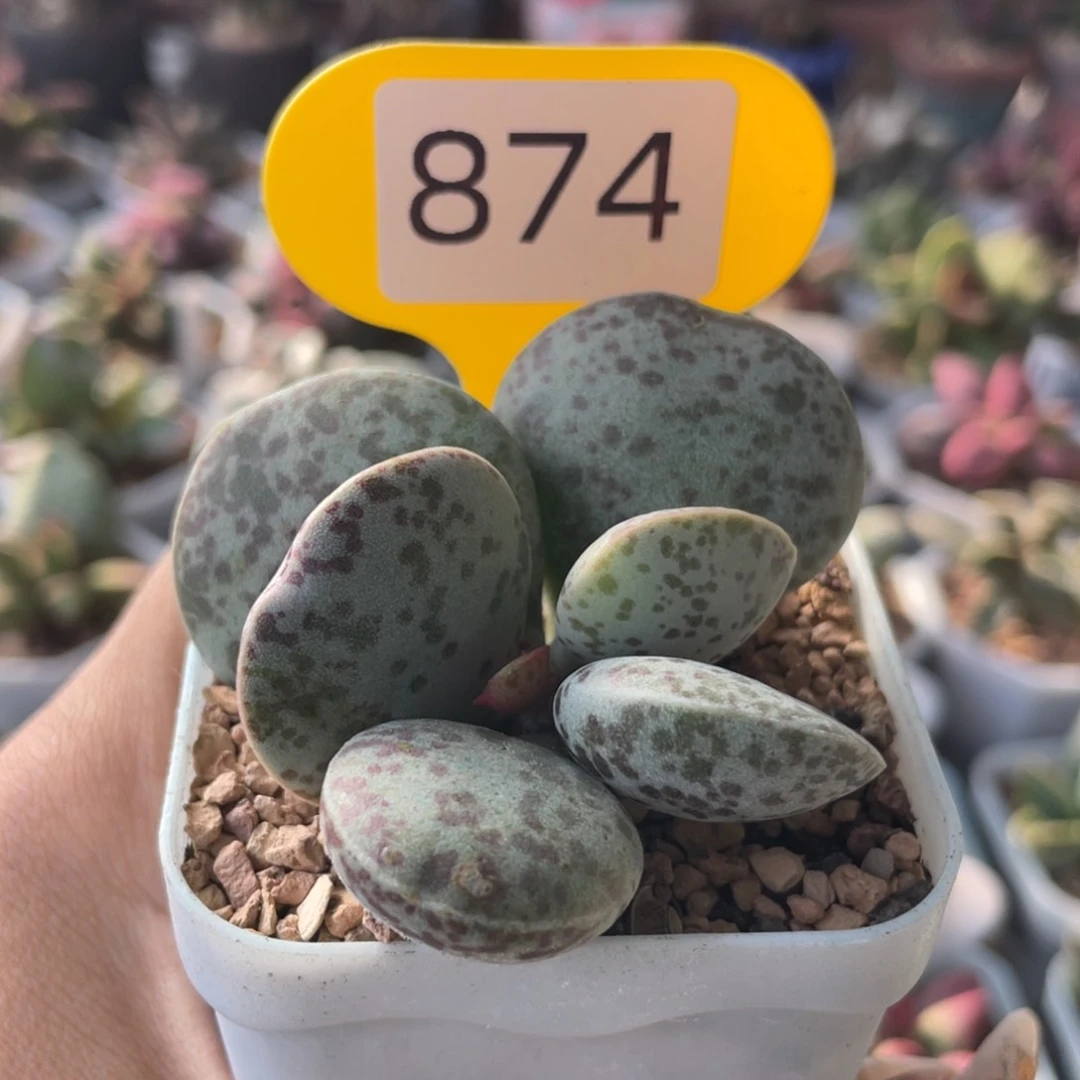 慈**心    赠品。  874。