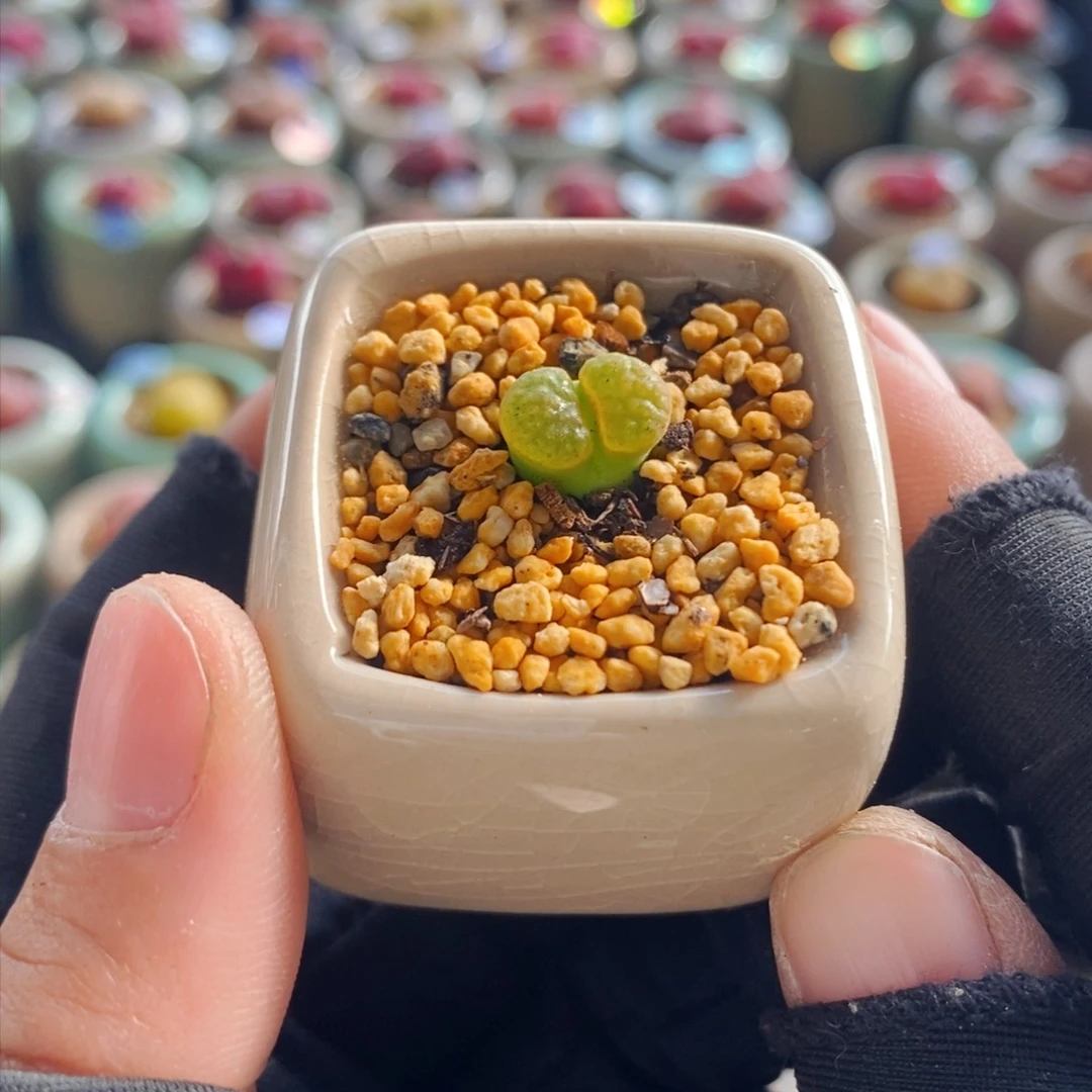 6134-一物一拍 带盆 磁铁