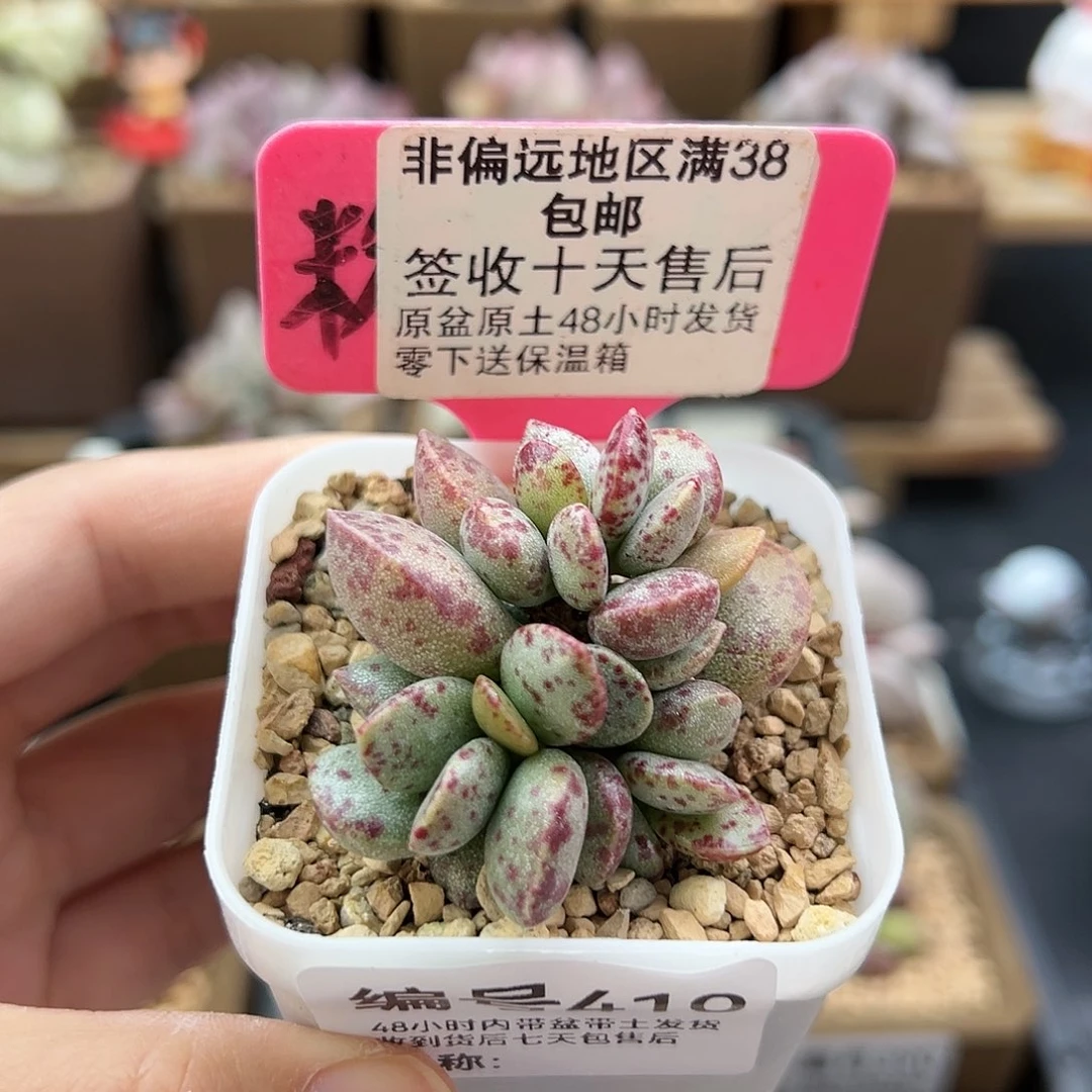 欢****3410麻婆豆腐爱掉叶多肉