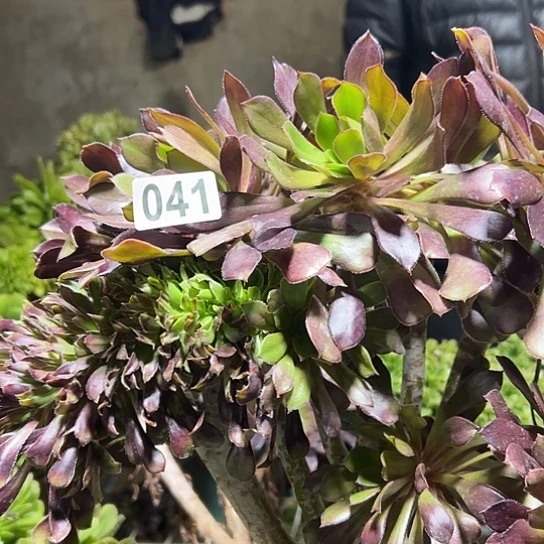 二***姐多肉植物一个黑法041