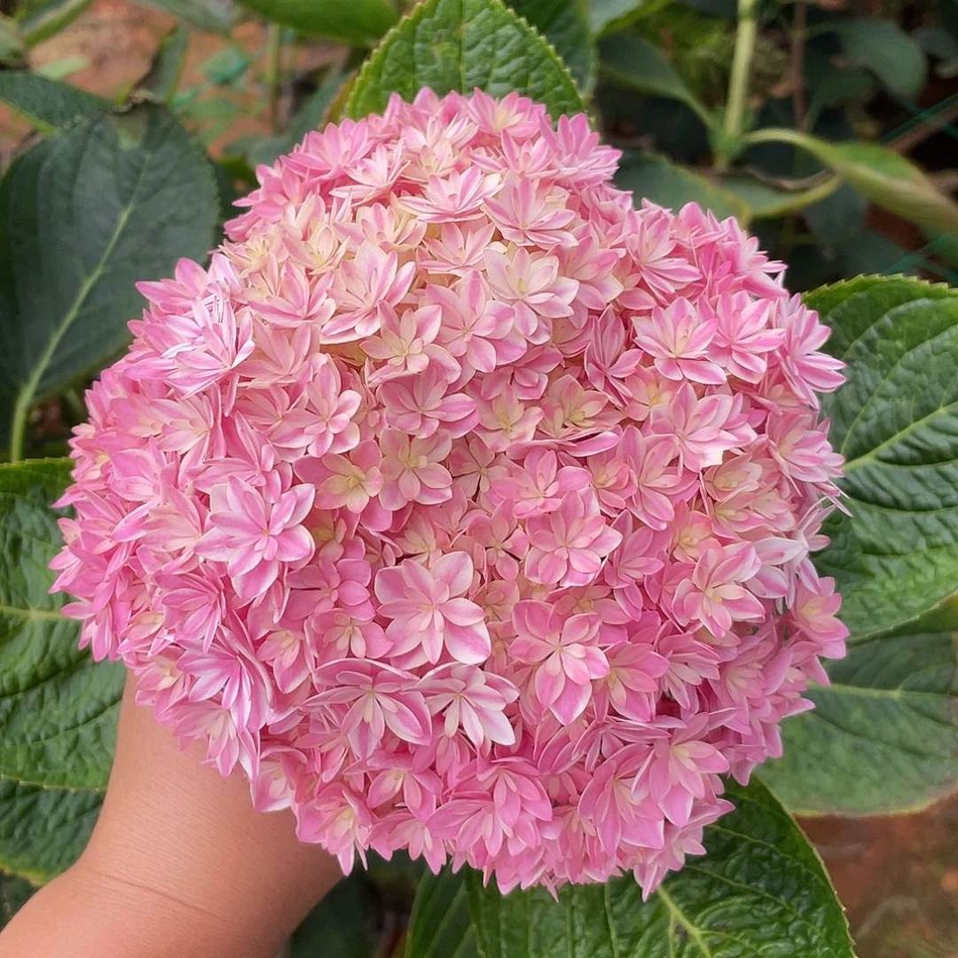 绣球切花一物一拍3枝起包邮，125
