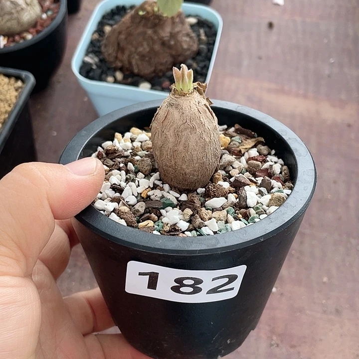 182产地土拔鼠大戟块根