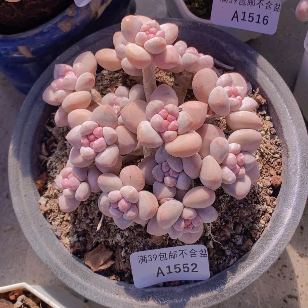 香水老桩11cm1552多肉植物