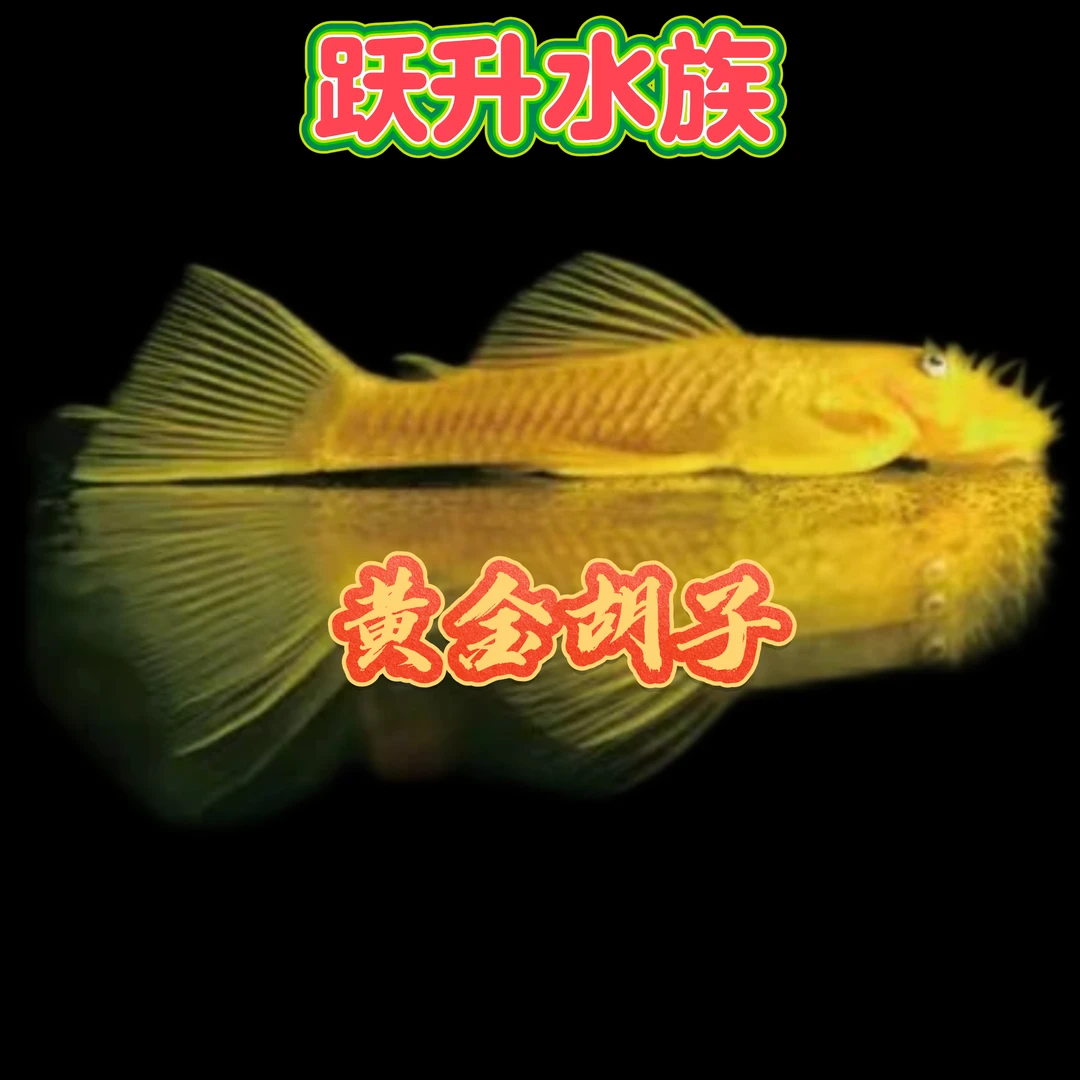 黄金胡子不分公母长度3厘米【三条包邮】