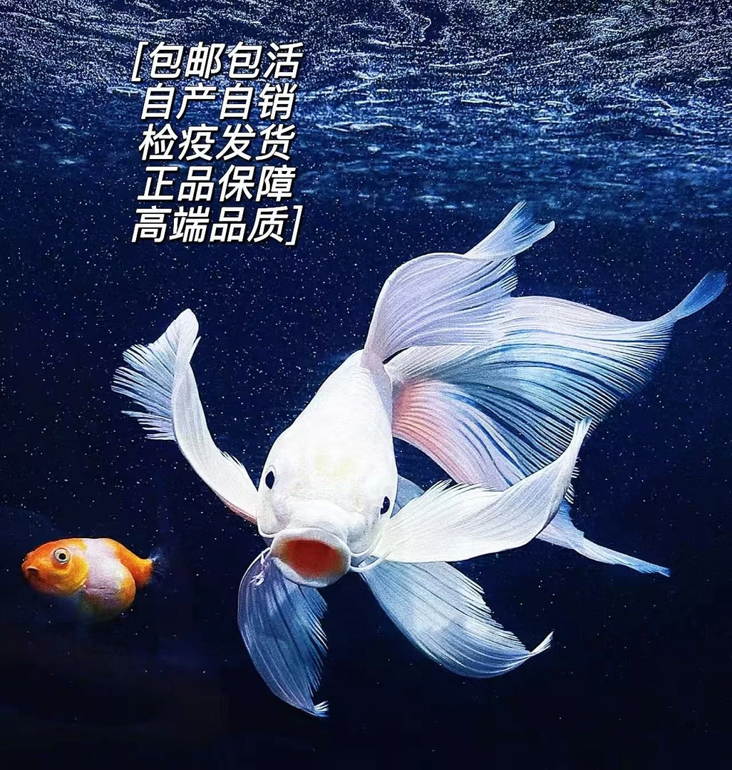 主播改价 --【晨光蝴蝶鲤】