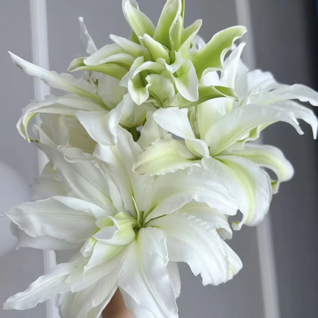 香水百合花重瓣浓香艾莎百合鲜切花水培