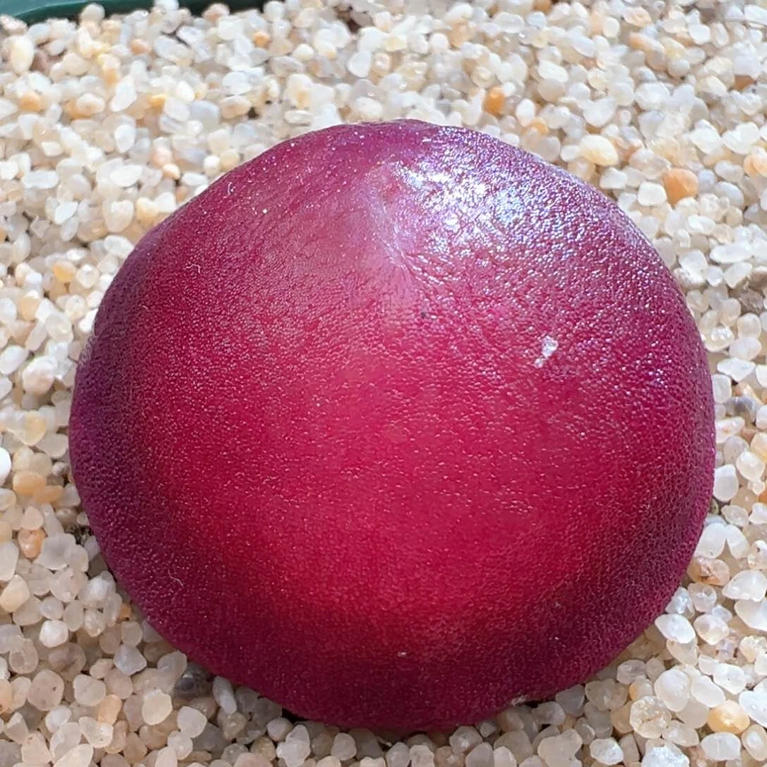 597。红灯泡奶奶级别大母本。3.5厘米