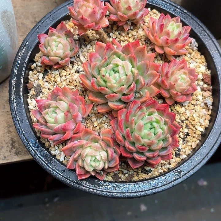 多肉植物，红女巫