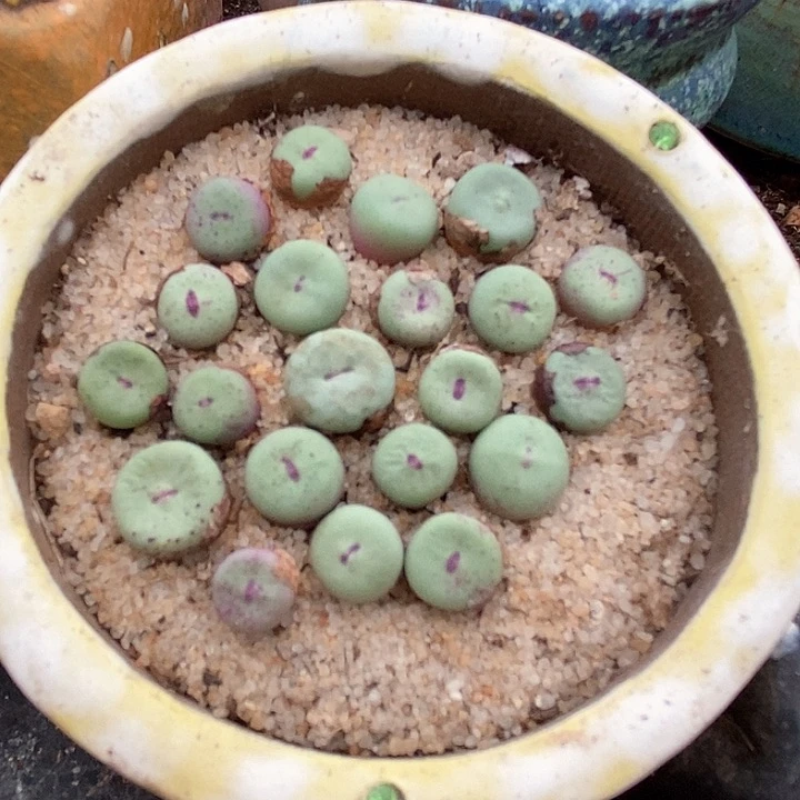 编号小红嘴一颗