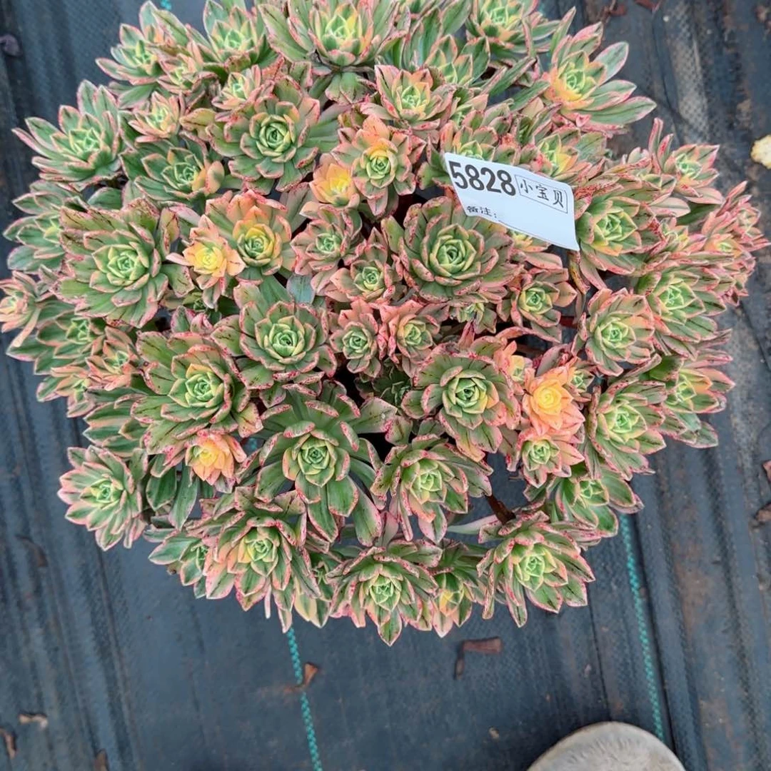 鱼****嘞5828多肉甜茶多肉