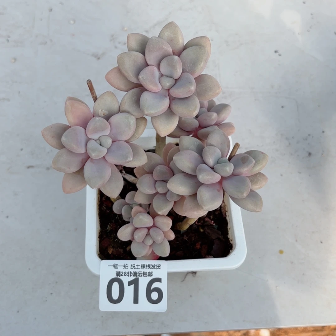 艾伦小群无盆土发货