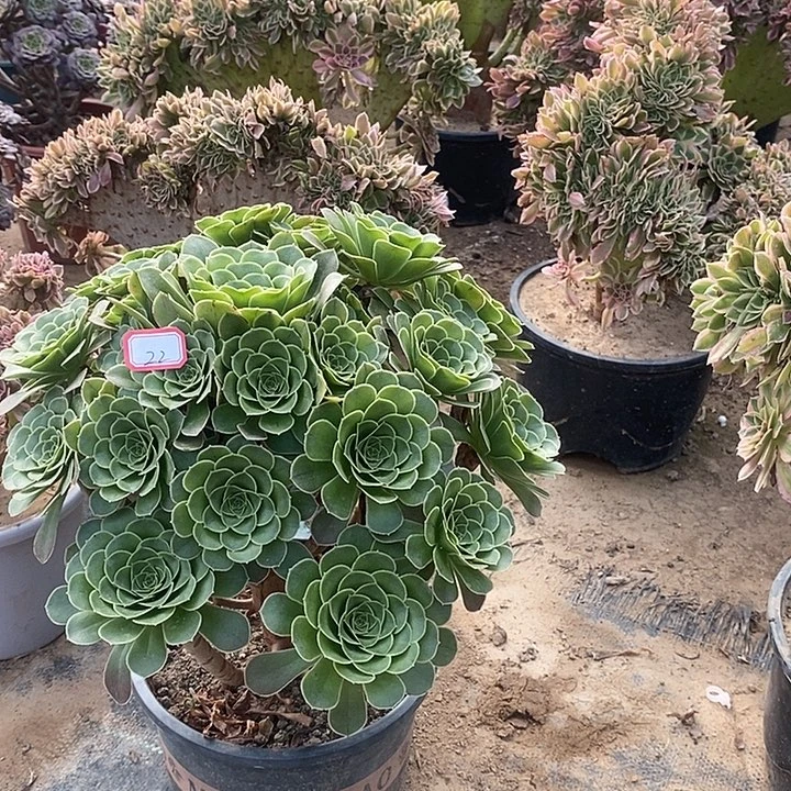 22青致多肉法师多肉法师