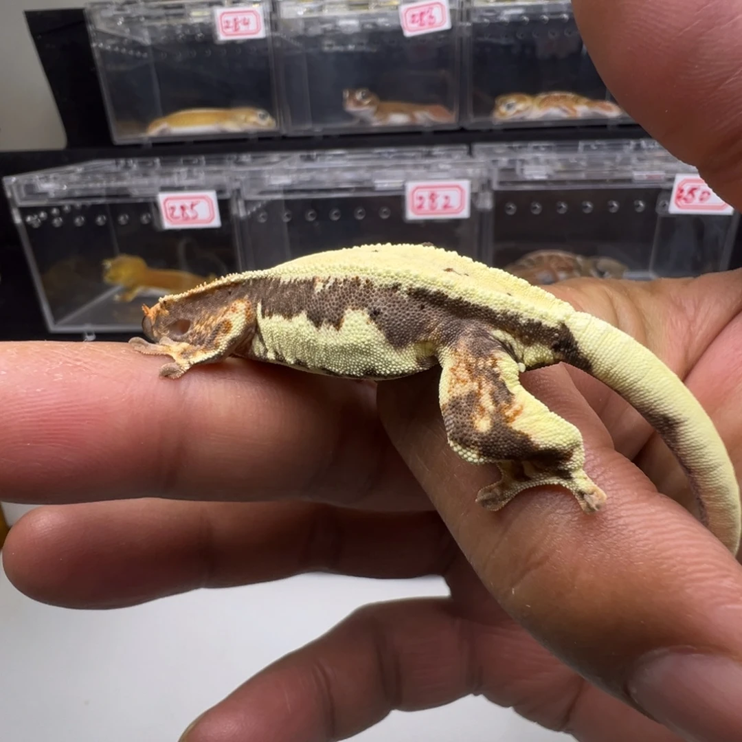 睫角守宫法布奇诺