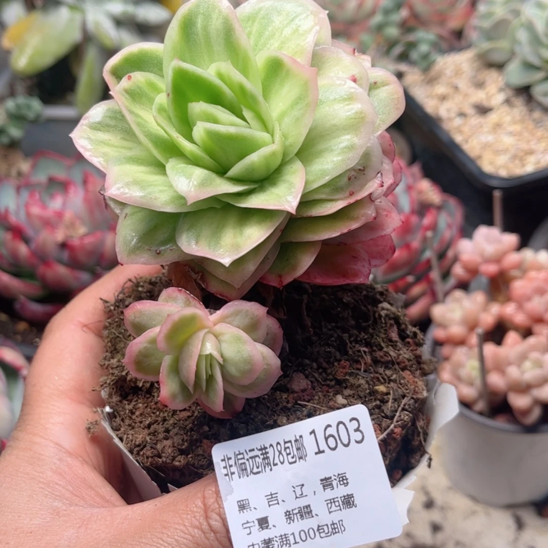 【闪购商品】1603冰玫瑰锦